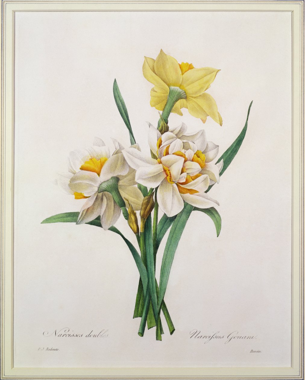 Narciso gouani (narciso duplo), gravado por Bessin, de &39;Escolha das mais belas flores&39;, 1827 de Pierre Joseph Redouté
