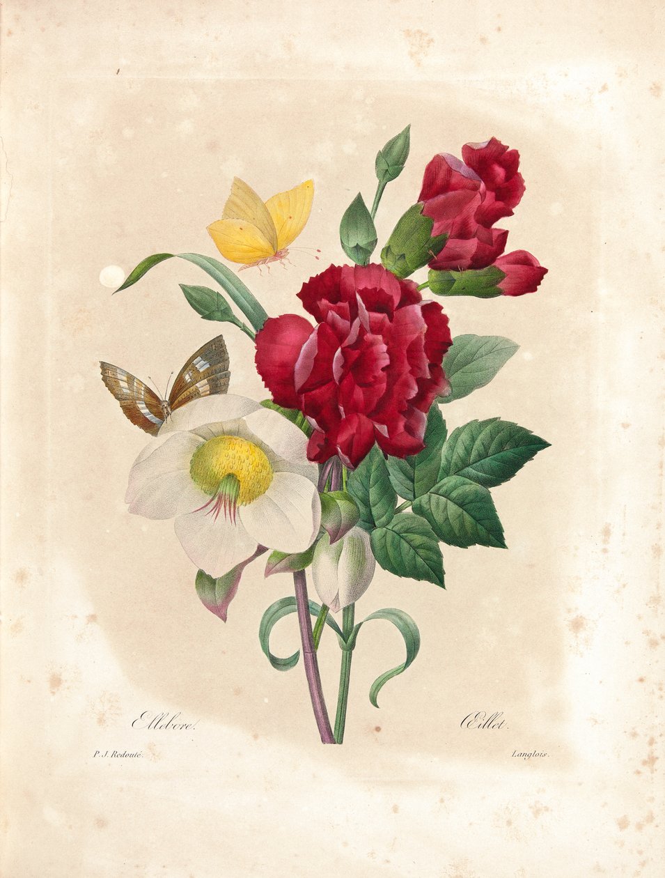 Cravo, gravado por Langlois, de "Escolha das mais belas flores e frutas mais bonitas", vol. Eu, 1827-33 de Pierre Joseph Redouté