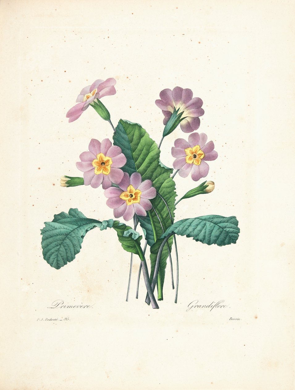 Prímula, gravada por Bessin, de &39;Escolha das mais belas flores e frutas mais bonitas&39;, vol. II, 1827-33 de Pierre Joseph Redouté