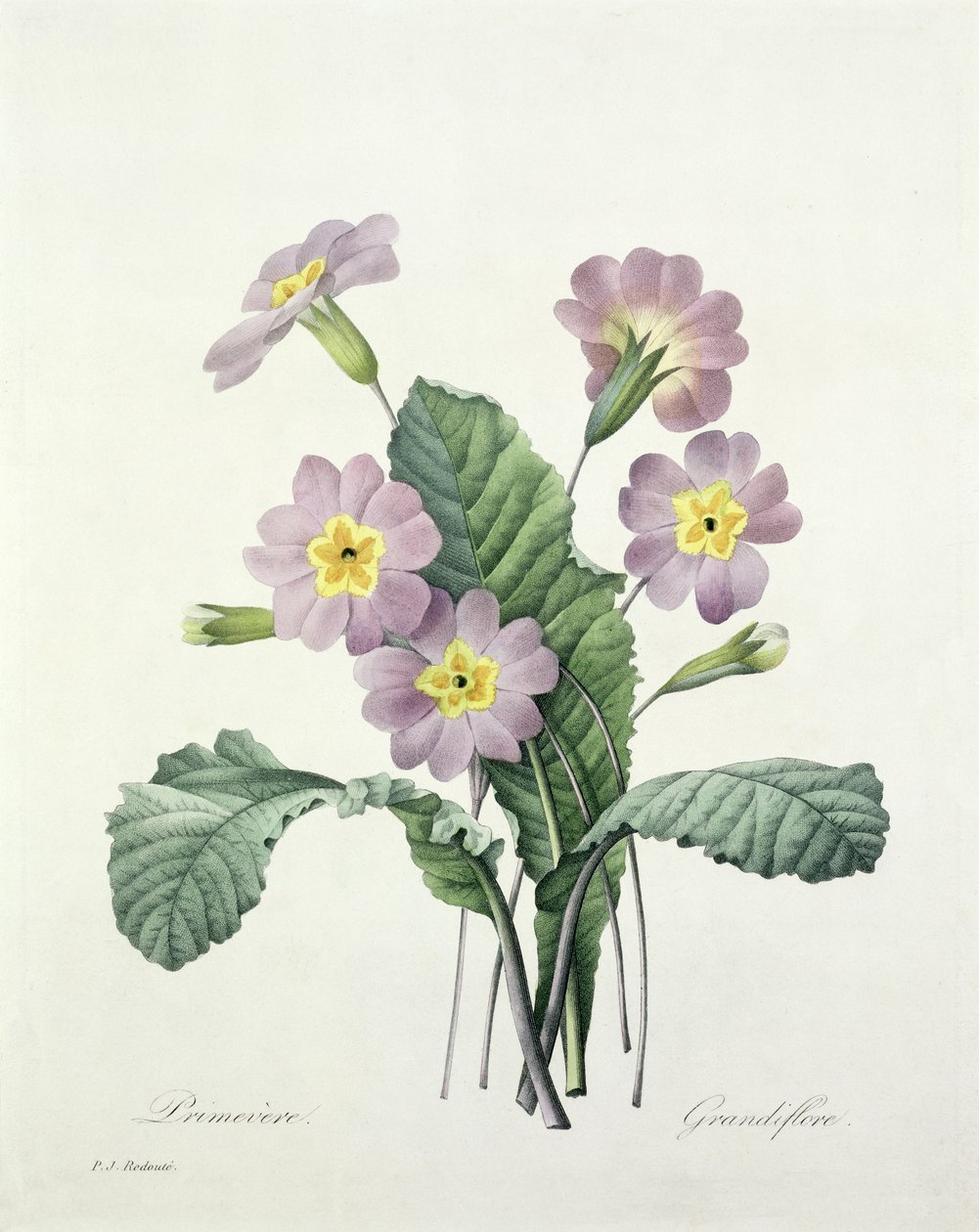 Primula (Primrose), gravada por Bessin, de &39;Escolha das mais belas flores&39;, 1827 de Pierre Joseph Redouté