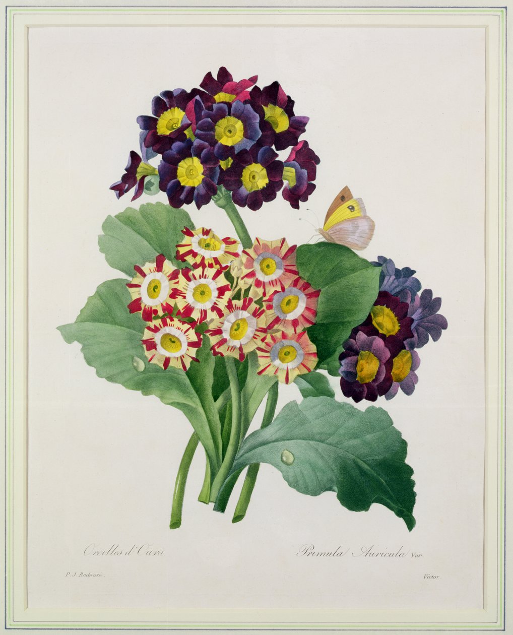 Primula auricula, gravada por Victor, de &39;Escolha das mais belas flores&39;, 1827 de Pierre Joseph Redouté