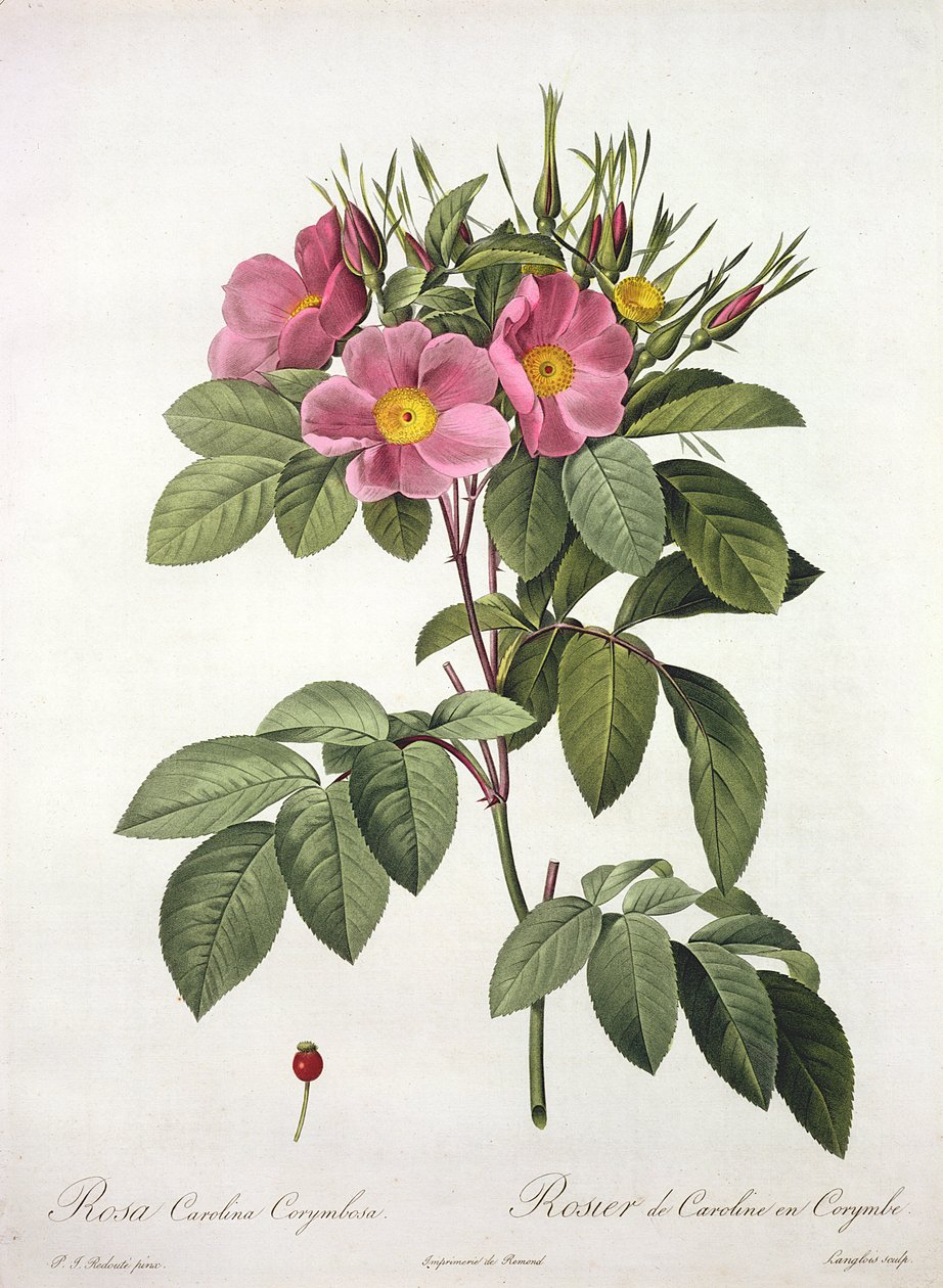Rosa Carolina Corymbosa, gravada por Langlois, de &39;Les Roses&39;, 1817-24 (aquatinta colorida) de Pierre Joseph Redouté