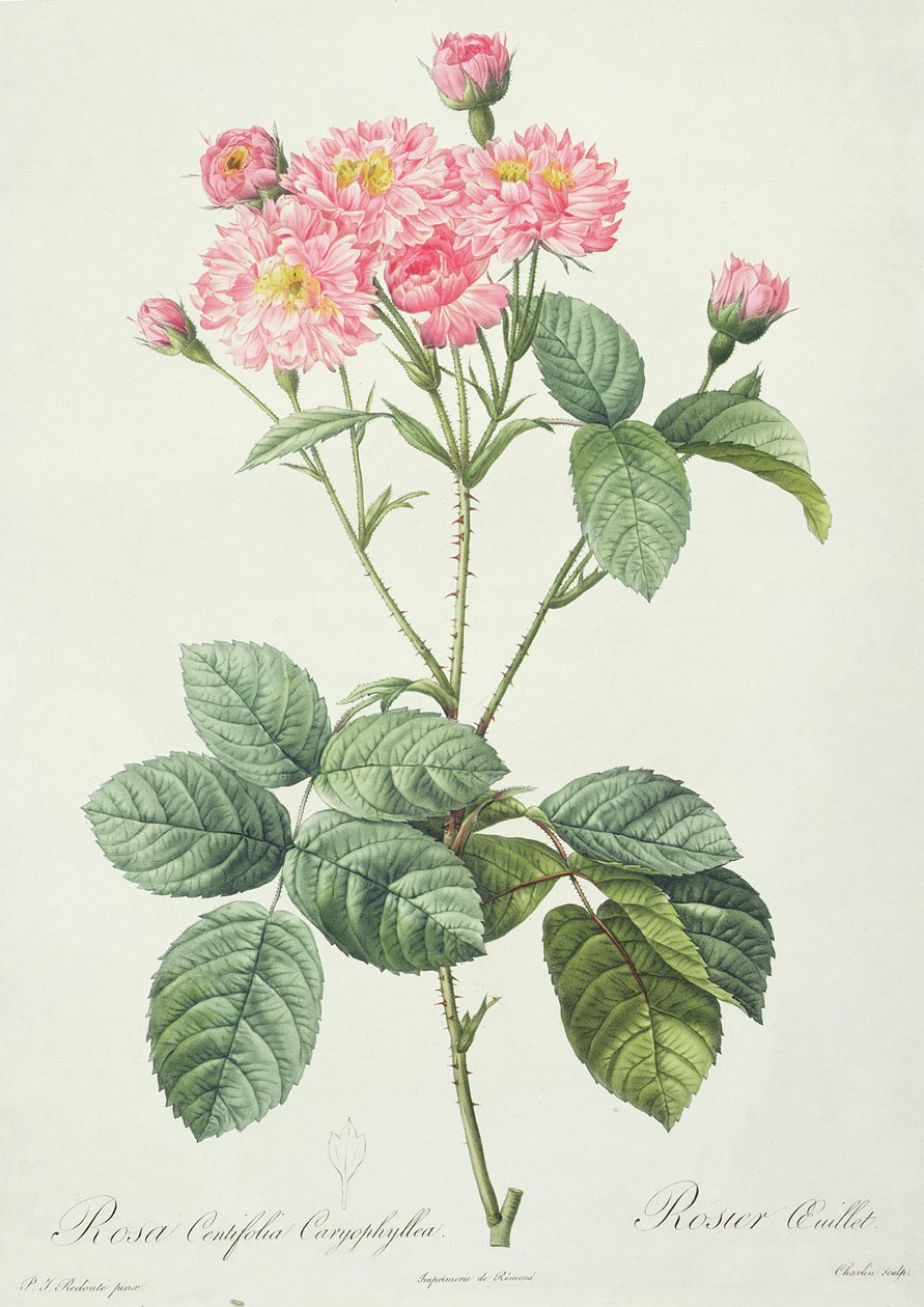 Rosa Centifolia Caryophyllea, gravado por Charlin, publicado por Remond de Pierre Joseph Redouté