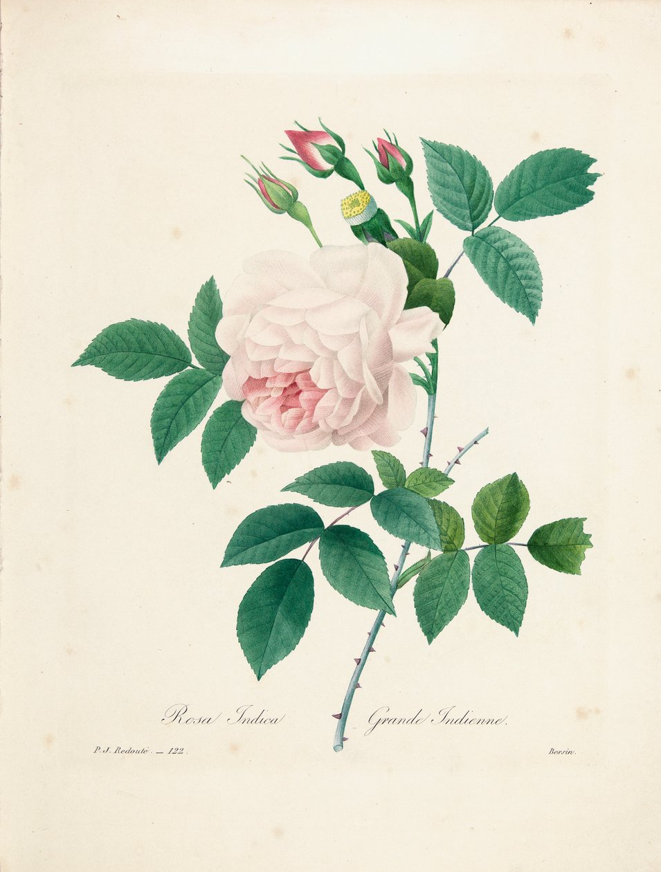 Rosa Indica, gravada por Bessin, de &39;Escolha das mais belas flores e frutas mais bonitas&39;, vol. Eu, 1827-33 de Pierre Joseph Redouté