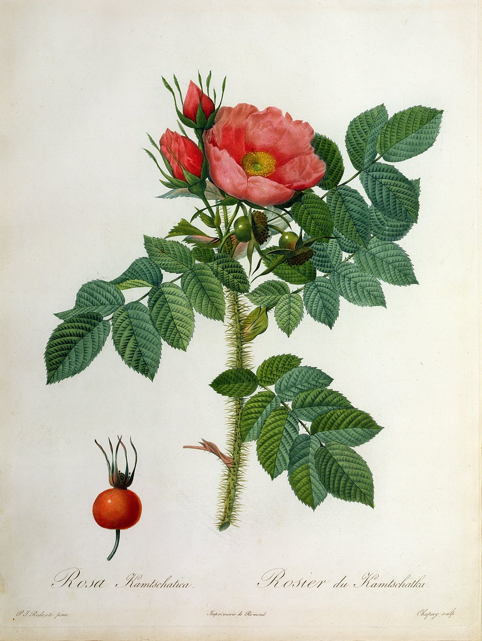 Rosa Kamtschatica, gravada por Chapuy, publicada por Remond de Pierre Joseph Redouté
