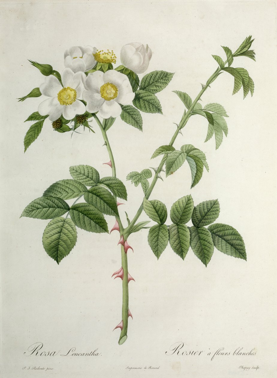 Rosa Leucantha, gravada por Chapuy, publicada por Remond de Pierre Joseph Redouté