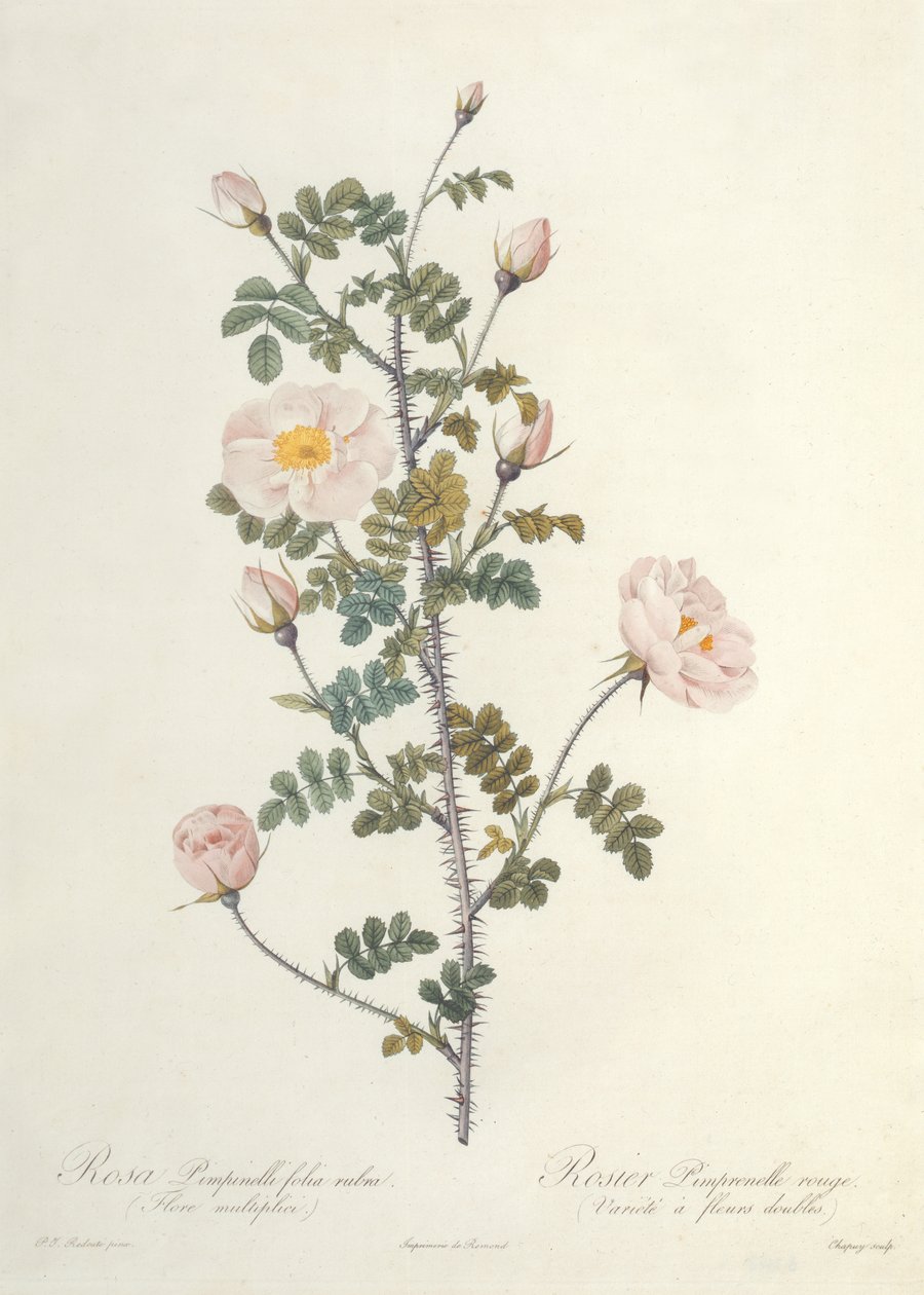 Rosa Pimpinellifolia Rubra Flore Multiplici, gravado por Chapuy, publicado por Remond de Pierre Joseph Redouté