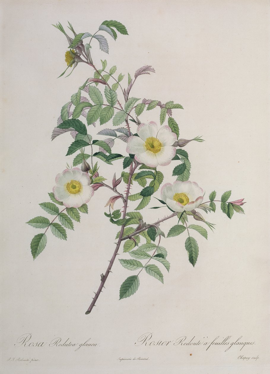 Rosa Redutea glauca, gravada por Chapuy, publicada por Remond de Pierre Joseph Redouté