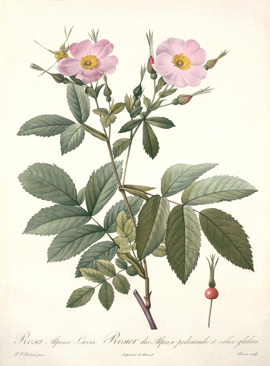 Rosa alpina laevis, gravada por Bessin, de &39;Les Roses&39;, 1817-24 (aquatinta colorida) de Pierre Joseph Redouté