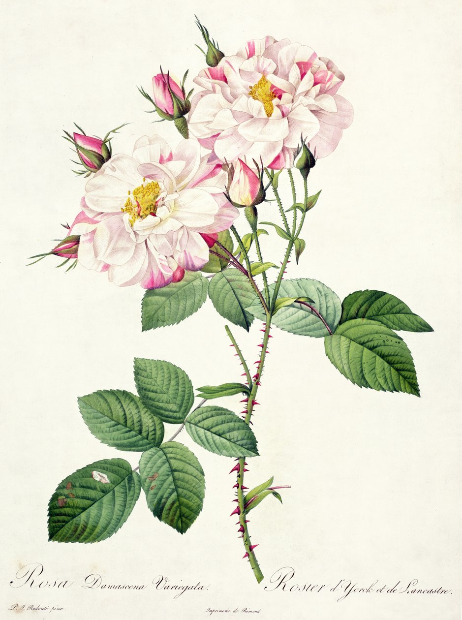 Rosa damascena variegata (York e Lancaster rose), gravada por Bessin, de &39;Les Roses&39;, 1817-24 (aquatinta colorida) de Pierre Joseph Redouté