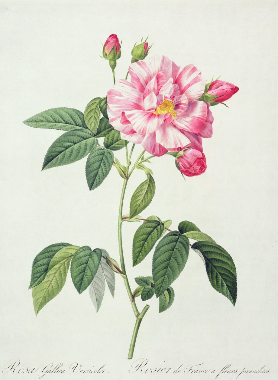 Rosa gallica versicolor (rosa francesa), gravada por Langlois, de &39;Les Roses&39;, 1817-24 (aquatinta colorida) de Pierre Joseph Redouté