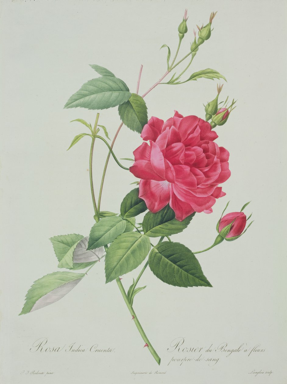Rosa indica cruenta (gravada por Langlois, de "Les Roses", 1817-24 (aquatinta colorida) de Pierre Joseph Redouté