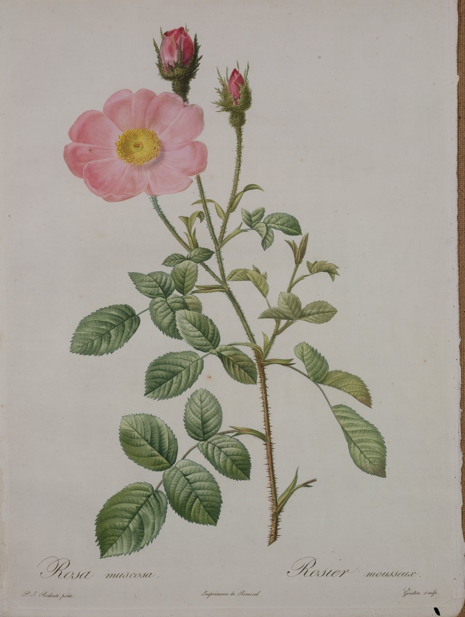 Rosa muscosa (musgo rosa), gravada por Gouten, de &39;Les Roses&39;, 1817-24 (aquatinta colorida) de Pierre Joseph Redouté