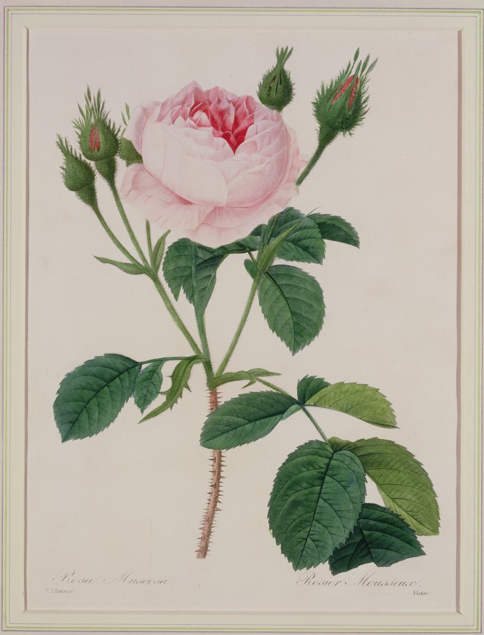 Rosa muscosa (musgo rosa), gravado por Victor, de &39;Escolha das mais belas flores&39;, 1827 de Pierre Joseph Redouté