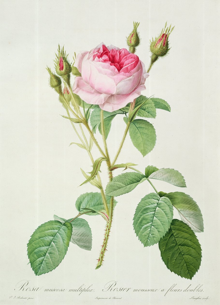 Rosa muscosa multiplex (musgo duplo rosa), gravado por Langlois, de &39;Les Roses&39;, 1817-24 (aquatinta colorida) de Pierre Joseph Redouté
