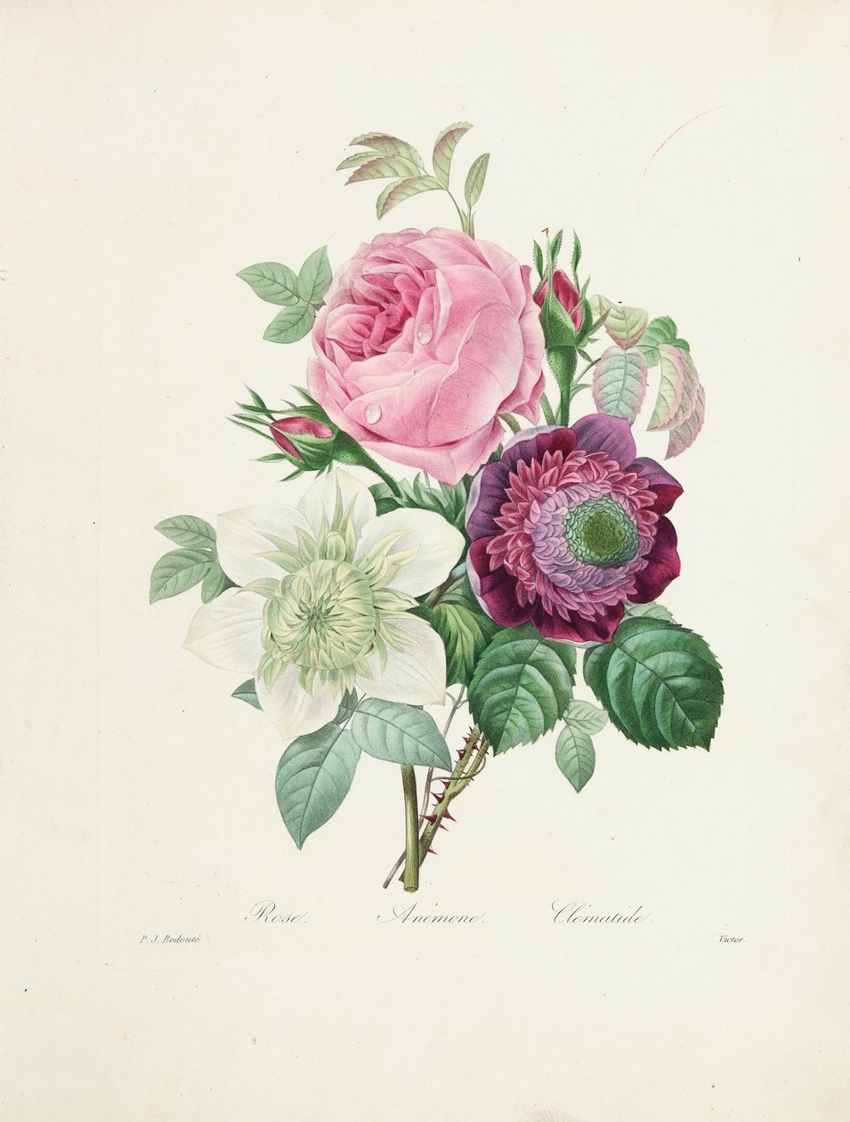 Rose, Anêmona e Clematis, gravada por Victor, de &39;Escolha das mais belas flores e frutas mais bonitas&39;, 1827-33 de Pierre Joseph Redouté