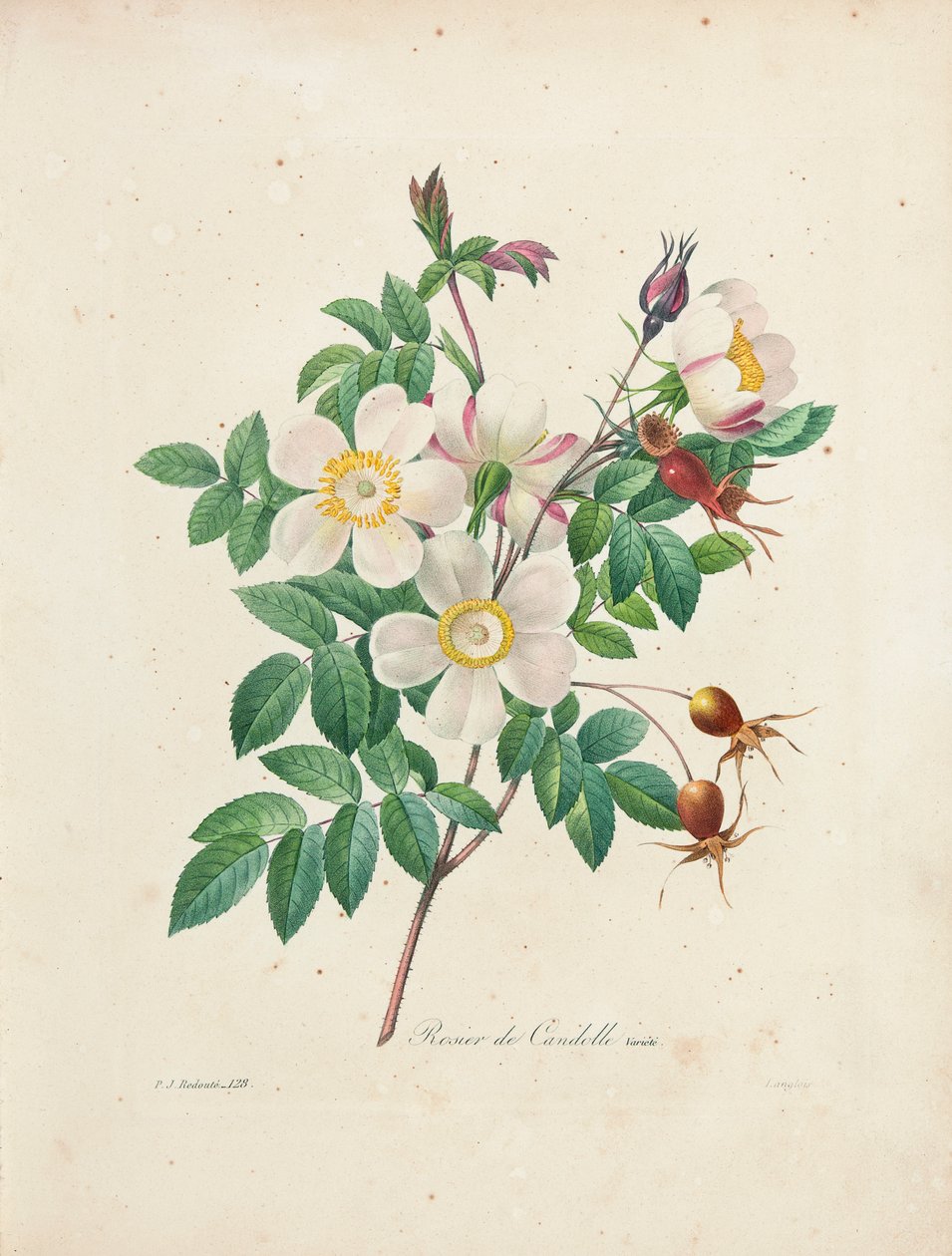 Rosier de Candolle, de &39;Escolha das mais belas flores e frutas mais bonitas&39;, vol. Eu, 1827-33 de Pierre Joseph Redouté