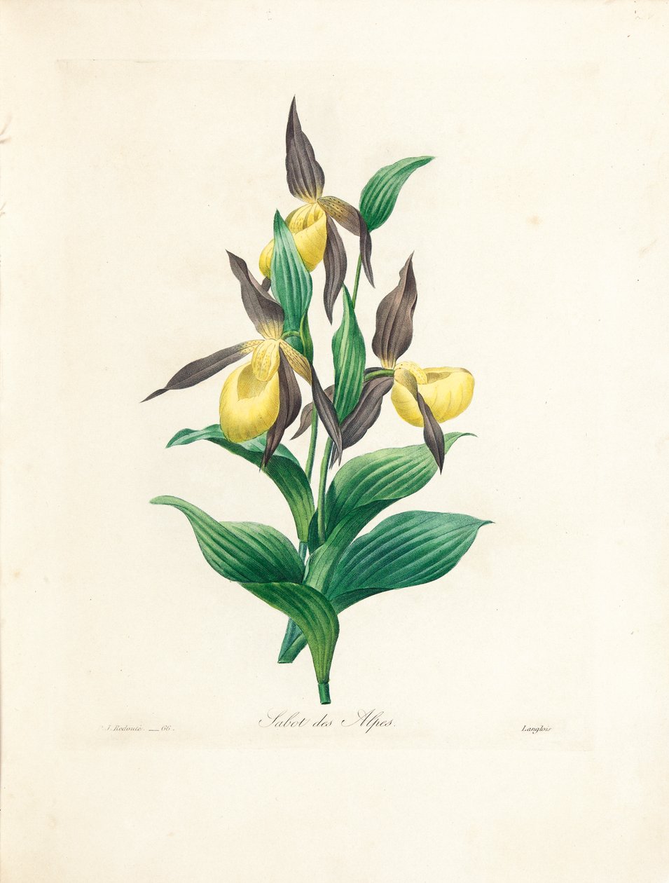 Alpine Clog, gravado por Langlois, de &39;Escolha das mais belas flores e frutas mais bonitas&39;, vol. II, 1827-33 de Pierre Joseph Redouté