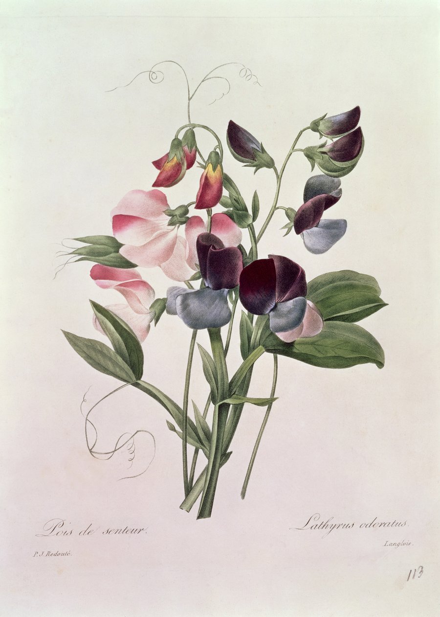 Ervilhas (Lathyrus odoratur) gravadas por Langlois, de &39;Escolha das mais belas flores&39;, 1827-33 de Pierre Joseph Redouté