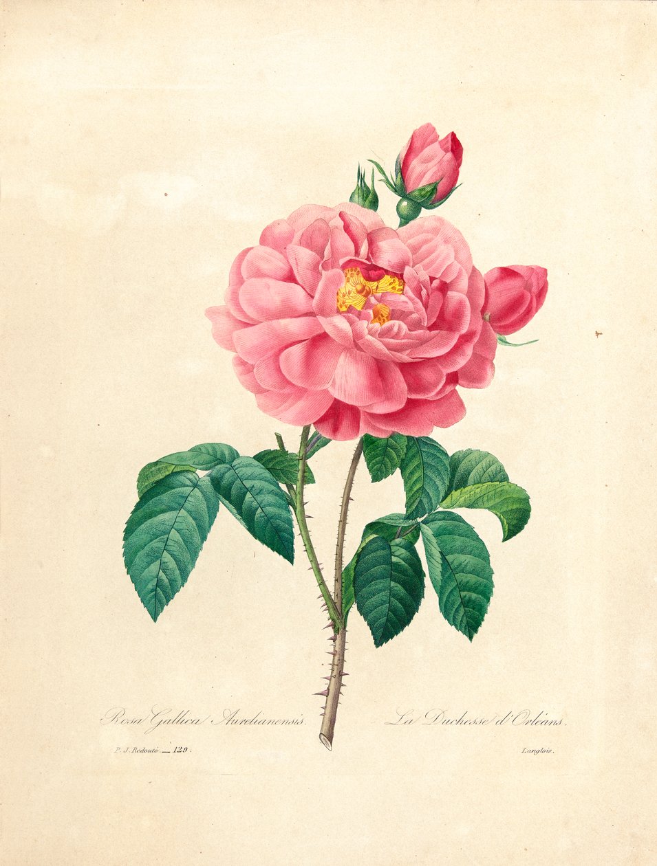 A duquesa de Orleans Rose, gravada por Langlois, de "Escolhendo as mais belas flores e frutas mais belas", vol. Eu, 1827-33 de Pierre Joseph Redouté