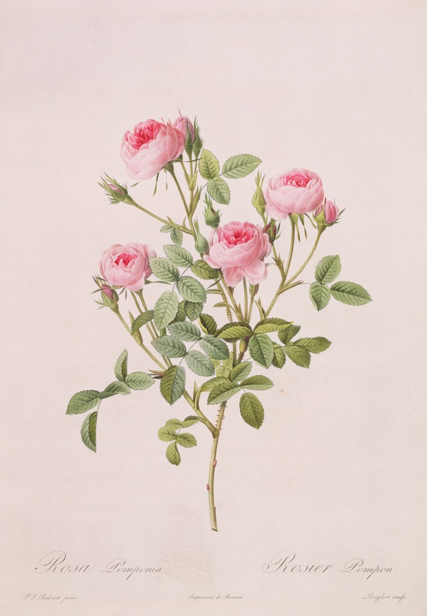 Rosa pomponia, gravada por Langlois, de Les Roses, 1817-24 (aquatinta colorida) de Pierre Joseph Redouté