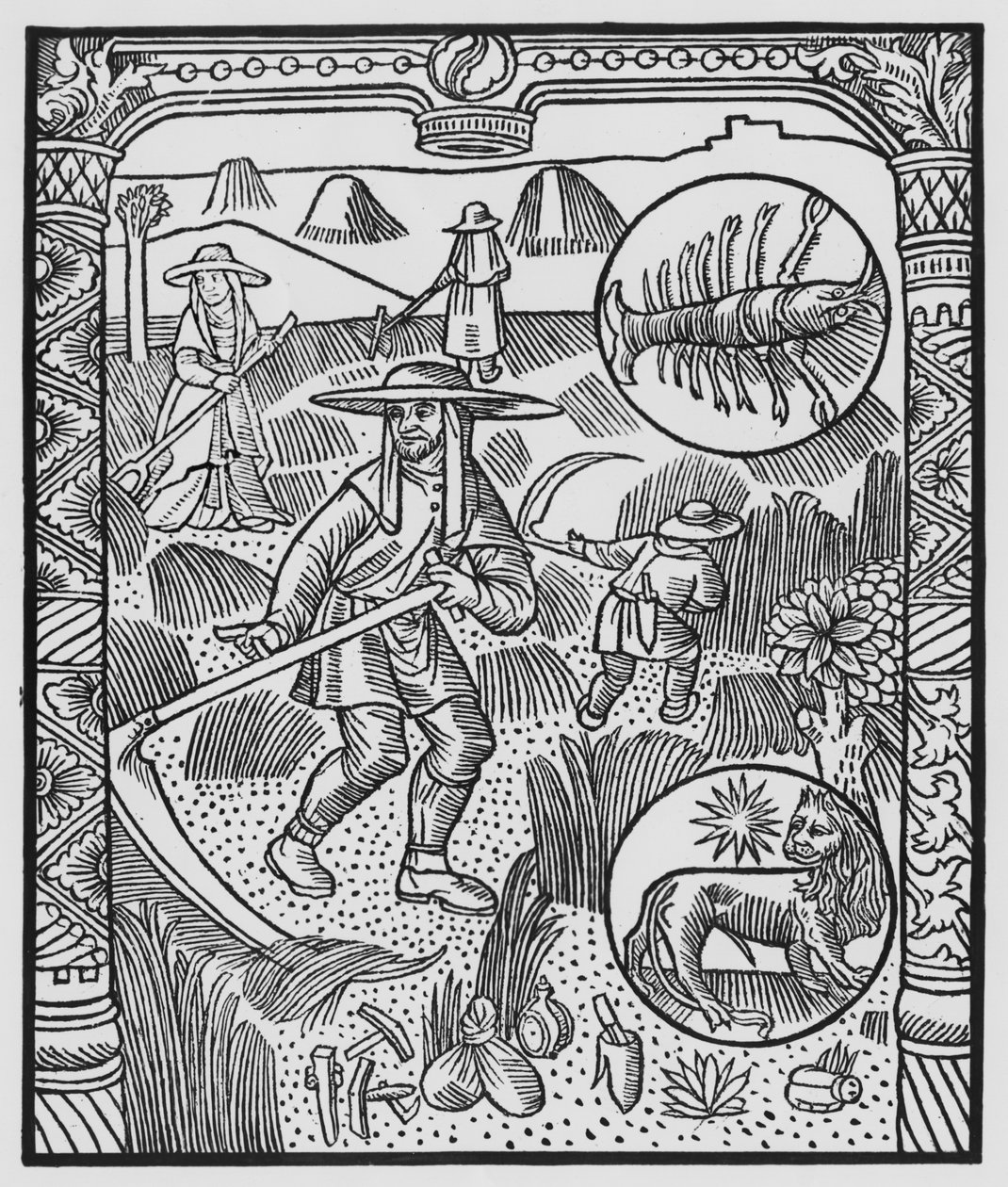 Julho, ceifa, Câncer, ilustração do &39;Almanach des Bergers&39;, 1491 (xylograph) de Pierre Le Rouge