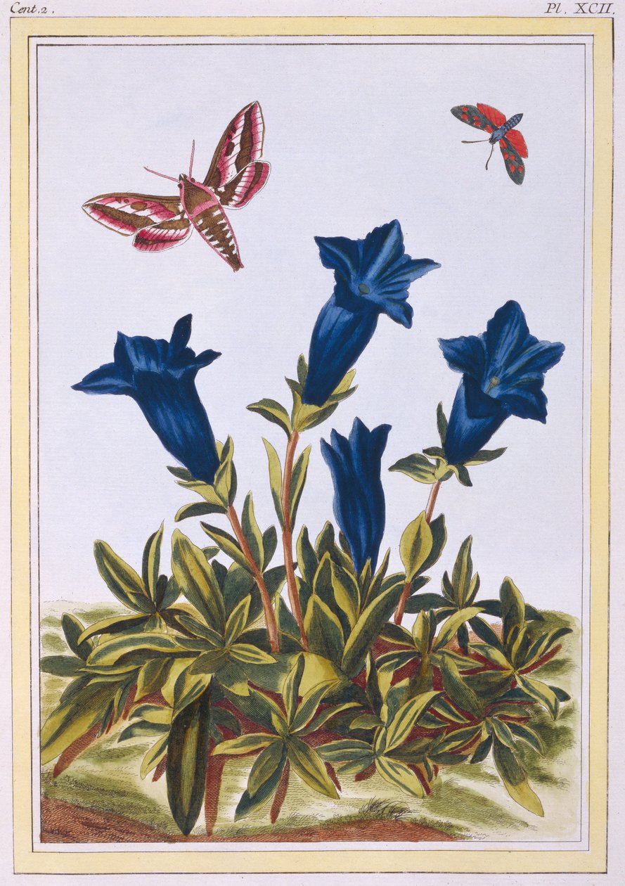 Genciana azul (flor de trombeta), c.1776 (gravura colorida à mão) de Pierre Joseph Buchoz