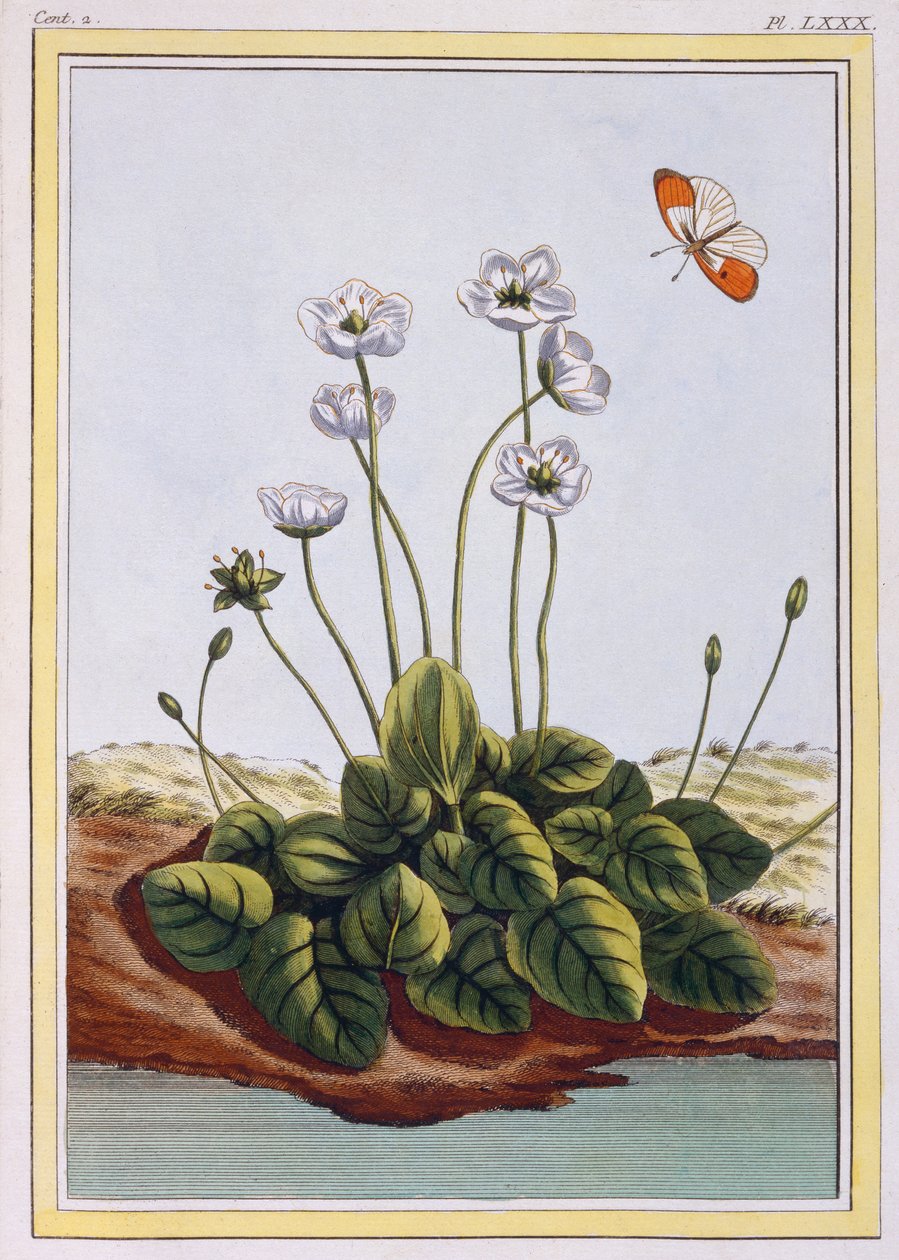 Chiendent de Parnasse (relva de Parnassus), c.1776 (gravura colorida à mão) de Pierre Joseph Buchoz