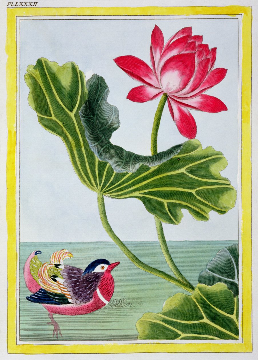 Lírio d&39;água chinês vermelho, Volume I, Placa 82, da Coleção de Flores Preciosas e Enluminée, Mais Belas e Curiosas, Que Cultivam Tanto nos Jardins da China, como em de Pierre Joseph Buchoz