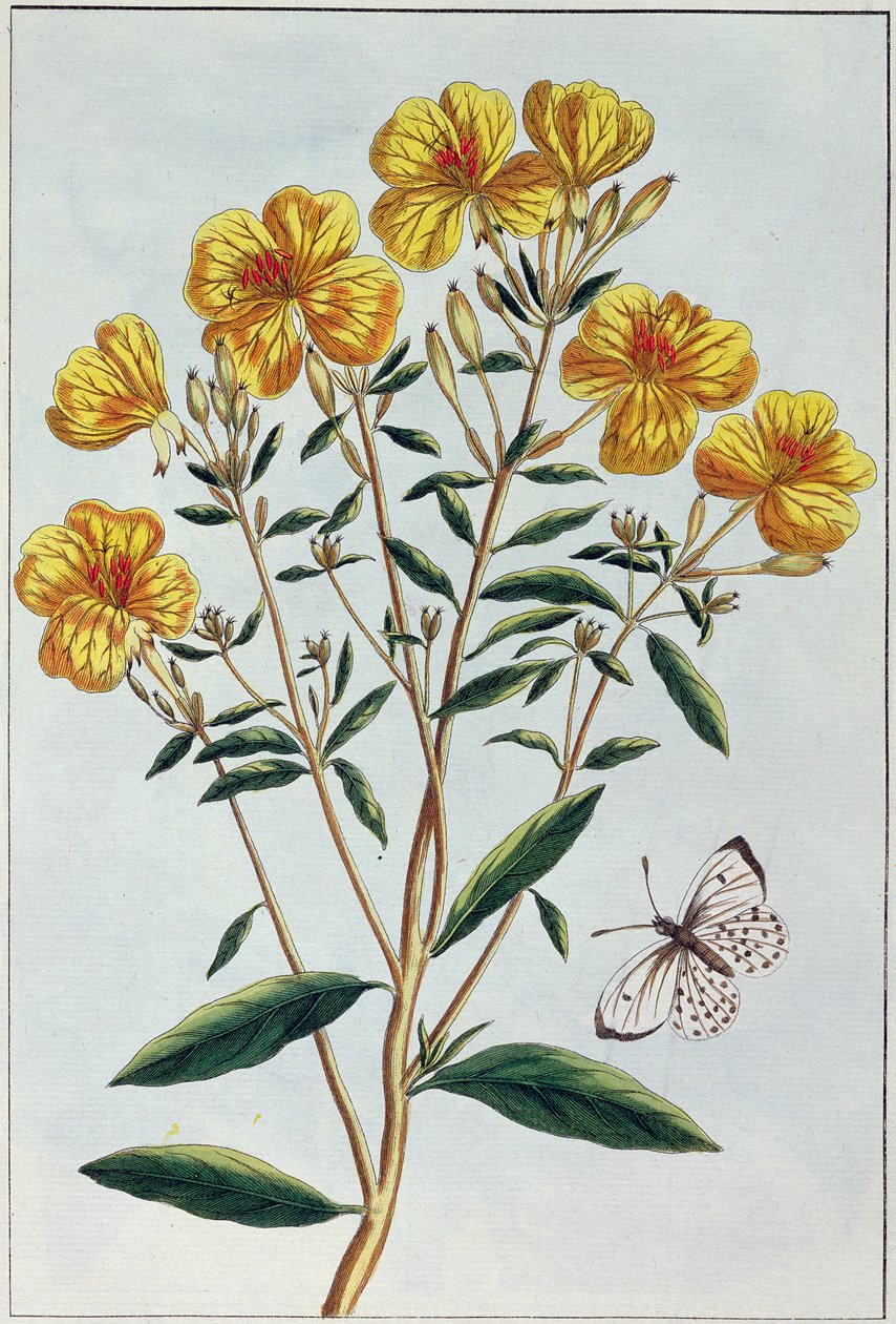 Prímula, placa 73 da &39;Coleção Precieuse et Enluminee&39;, parte II (gravura a cores) de Pierre Joseph Buchoz
