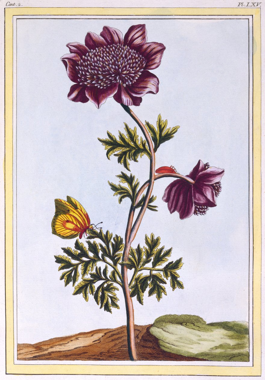 Anenome Jardim (Windflower), c.1776 (gravura colorida à mão) de Pierre Joseph Buchoz