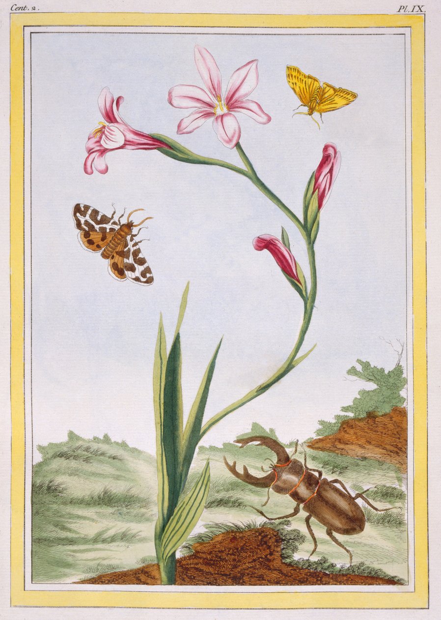 L&39;Ixia (cor de pele Ixia) e Stag Beetle, c.1776 (gravura colorida à mão) de Pierre Joseph Buchoz