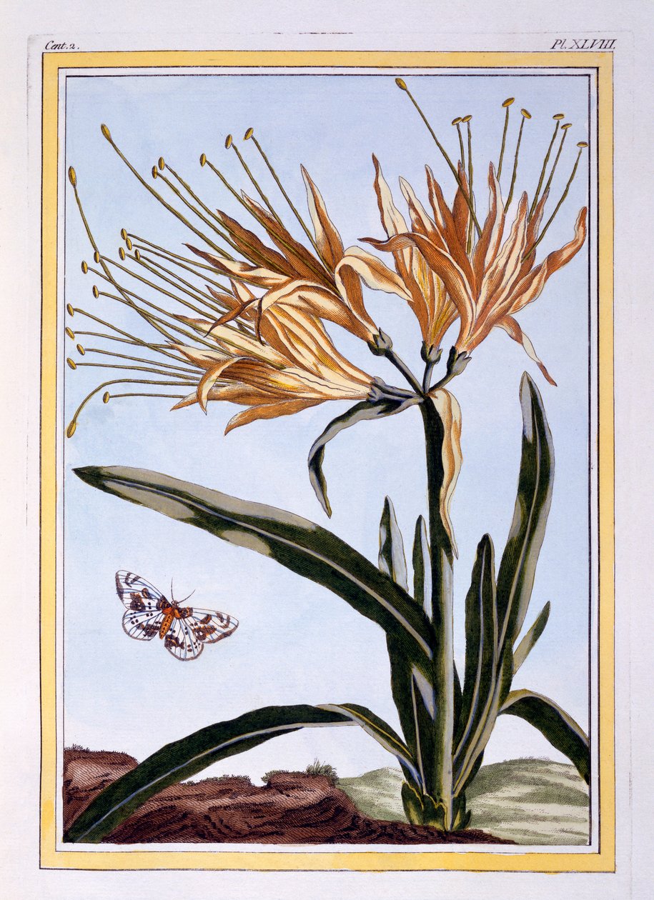 Lily, c.1766 (gravura colorida à mão) de Pierre Joseph Buchoz