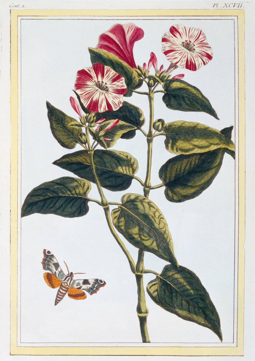 Morning Glory, c.1766 (gravura colorida à mão) de Pierre Joseph Buchoz