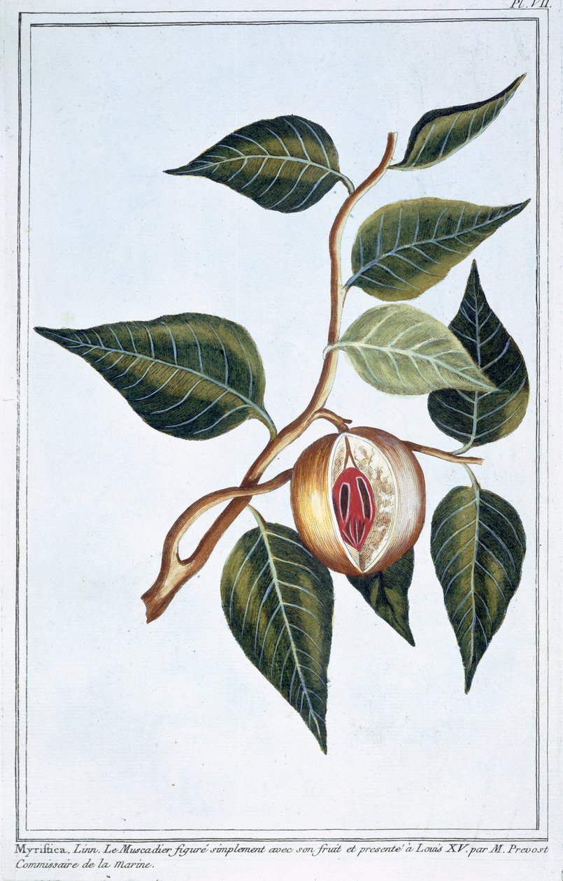 Noz-moscada, prato 7, de &39;Collection Precieuse et Enluminee&39;, Volume III (gravura a cores) de Pierre Joseph Buchoz
