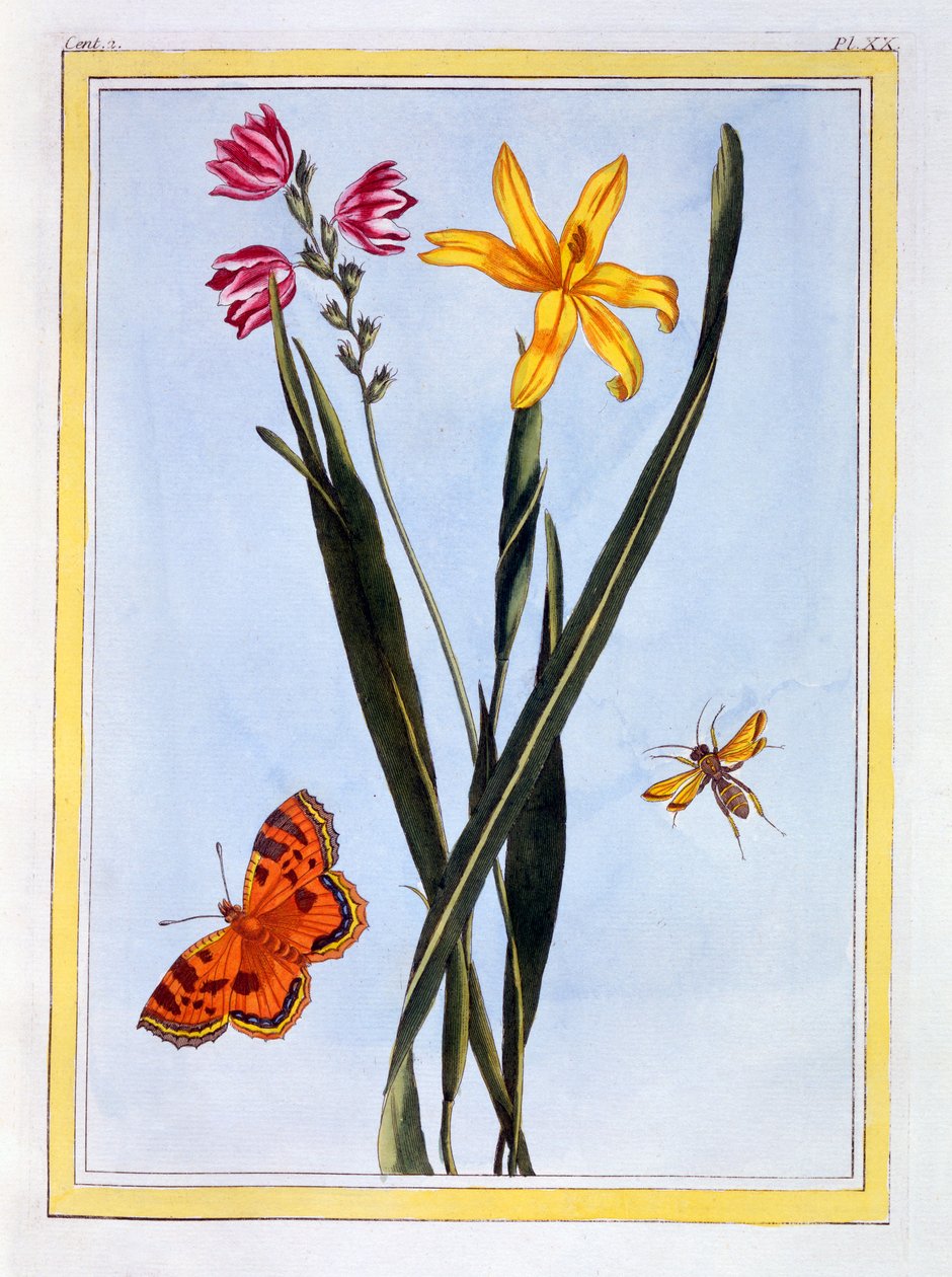 Ixia sul-americana, c.1766 (gravura colorida à mão) de Pierre Joseph Buchoz