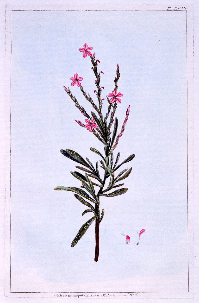 Statice, Phyllostachys spicata de Pierre Joseph Buchoz