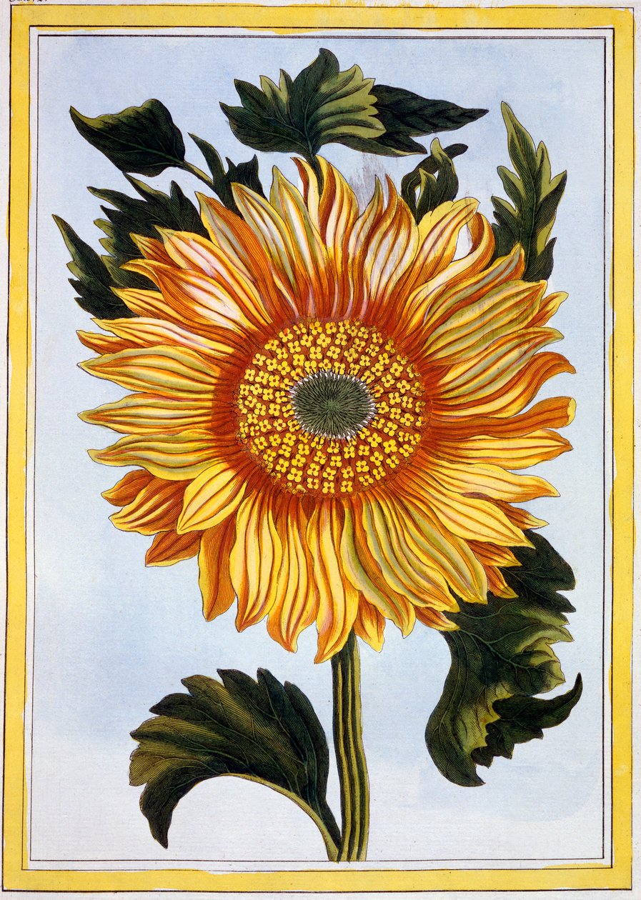 Girassol, c.1766 (gravura colorida à mão) de Pierre Joseph Buchoz