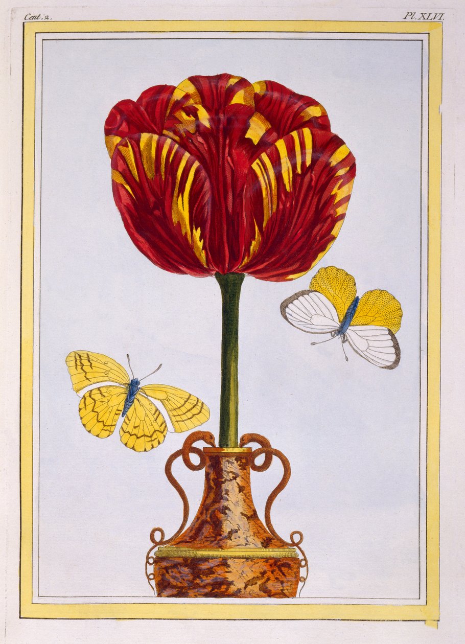 Tulipa &39;Le Drap d&39;Or, c.1776 (gravura colorida à mão) de Pierre Joseph Buchoz