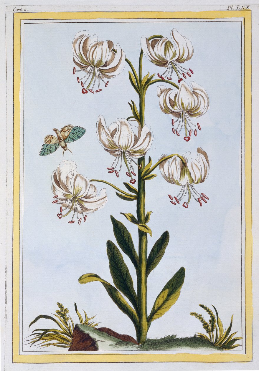 Turkscap Lily prob L. Martagan, Var: Álbum, c.1776 (gravura colorida à mão) de Pierre-Joseph Buchoz