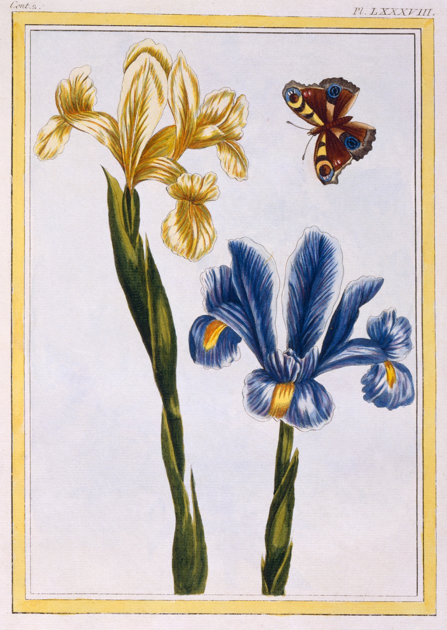 Íris Amarela e Violeta, c.1776 (gravura colorida à mão) de Pierre Joseph Buchoz