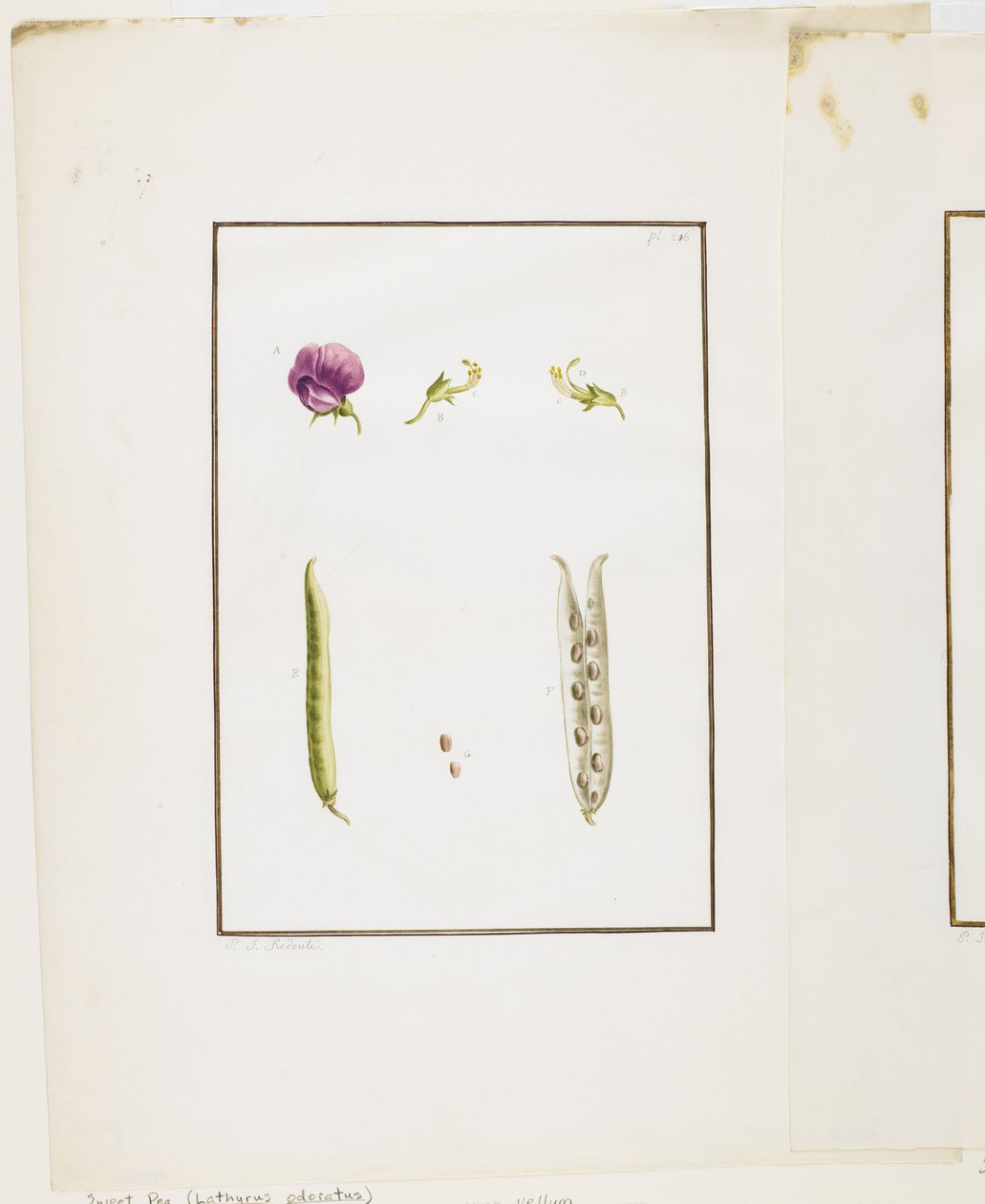 Dissecação Botânica: Ervilha (Lathyrus odoratus), c.1778-90 (wc e grafite sobre papel) de Pierre Joseph Redouté