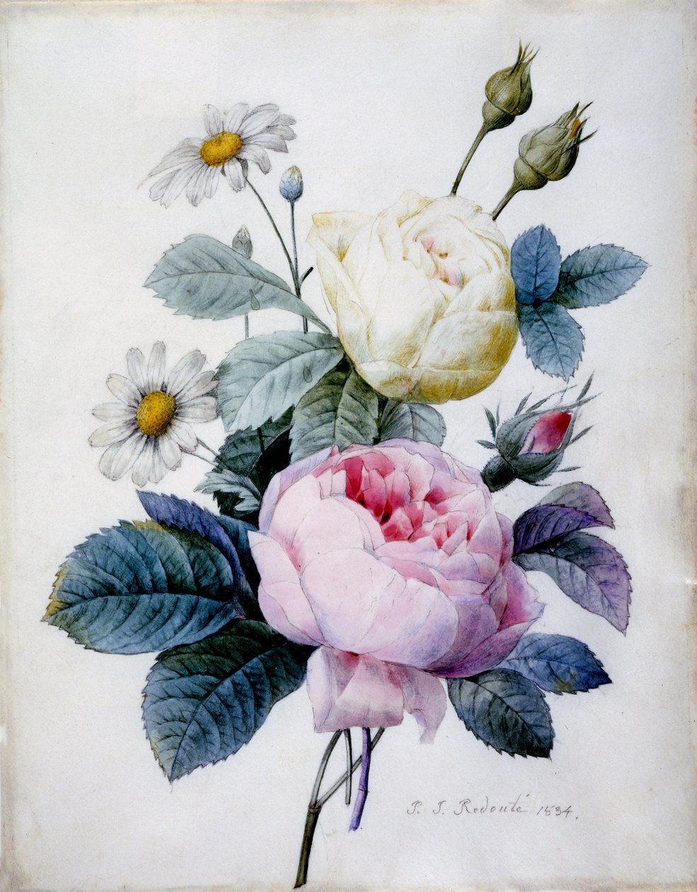 Bouquet de Rosas com Margaridas, publicado em 1834 (stipple engraving hand colored) de Pierre Joseph Redouté