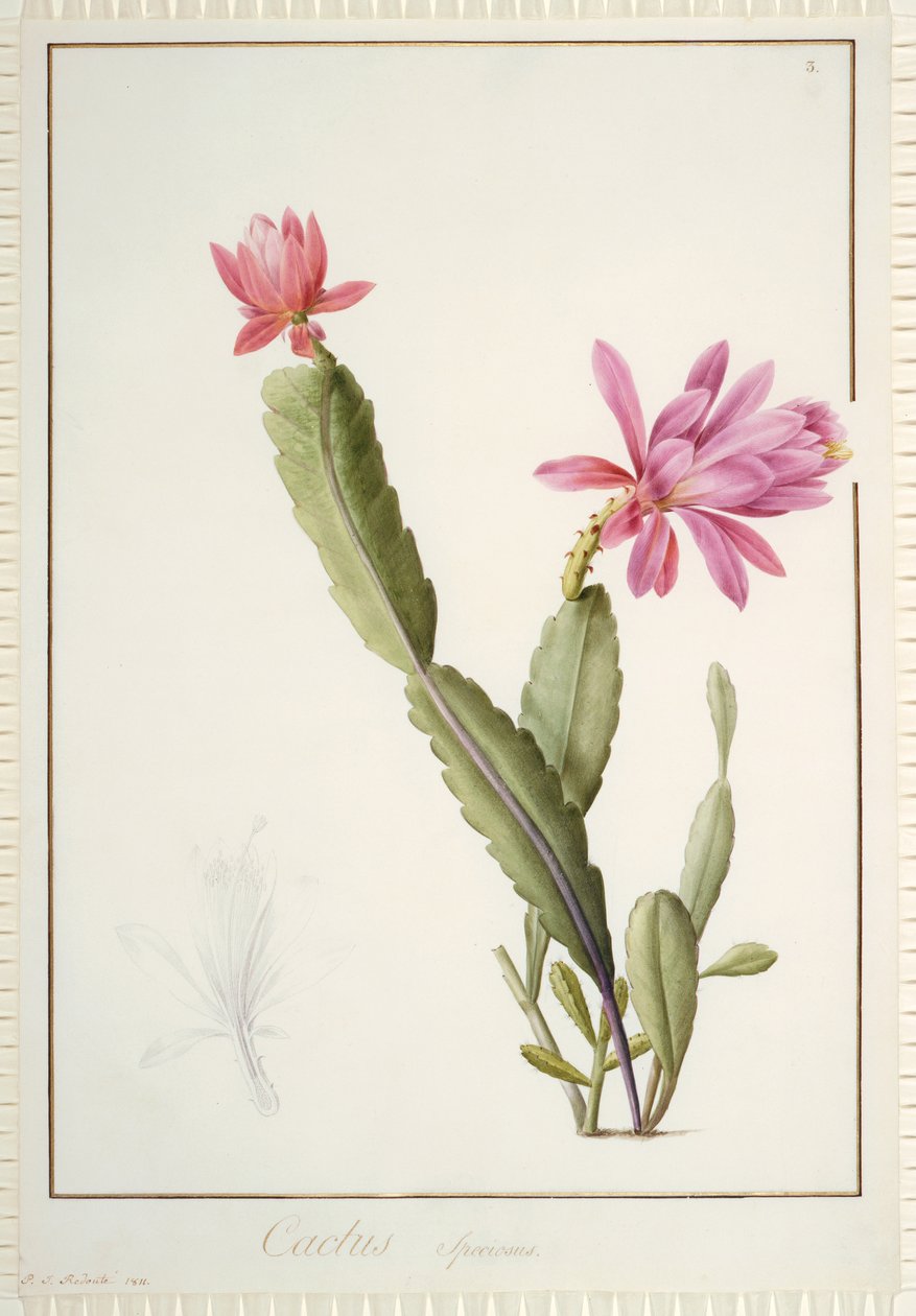 Cactus Speciosus, 1811 (wc e bodycolour sobre vestígios de grafite em pergaminho) de Pierre Joseph Redouté