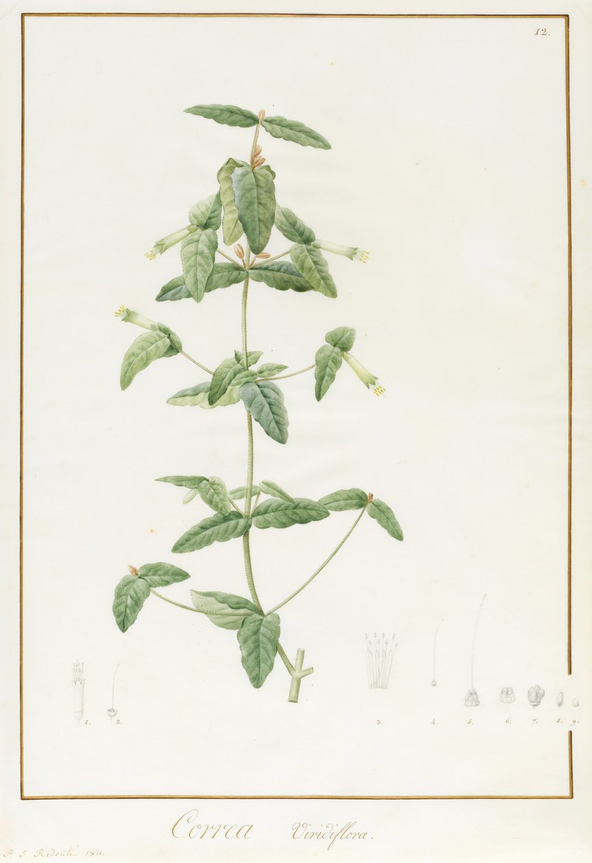 Correa Vieisiflora, 1811 (wc e bodycolour sobre traços de grafite aveludado) de Pierre Joseph Redouté