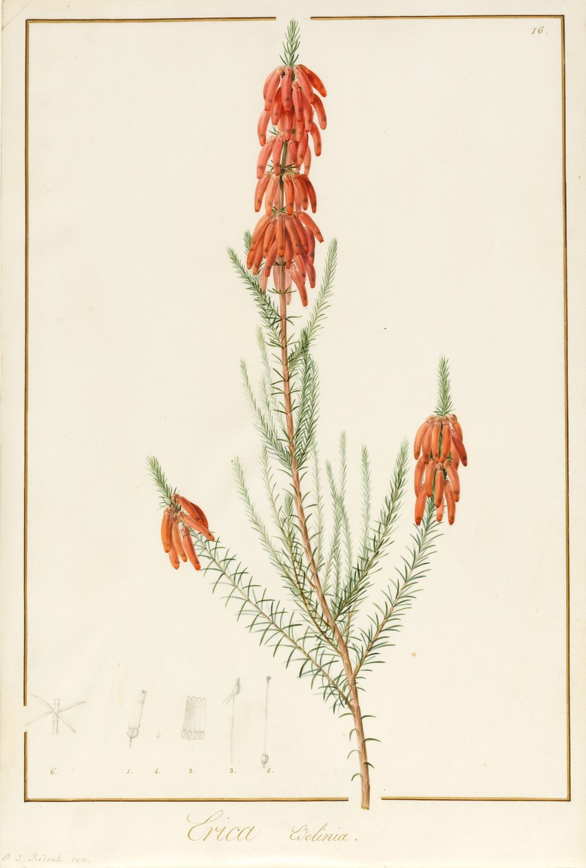 Erica Edilinei, 1811 (wc e bodycolour sobre vestígios de grafite aveludado) de Pierre Joseph Redouté