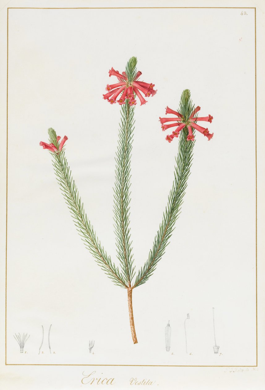 Erica Vestita, 1812 (wc e bodycolour sobre grafite aveludado) de Pierre Joseph Redouté