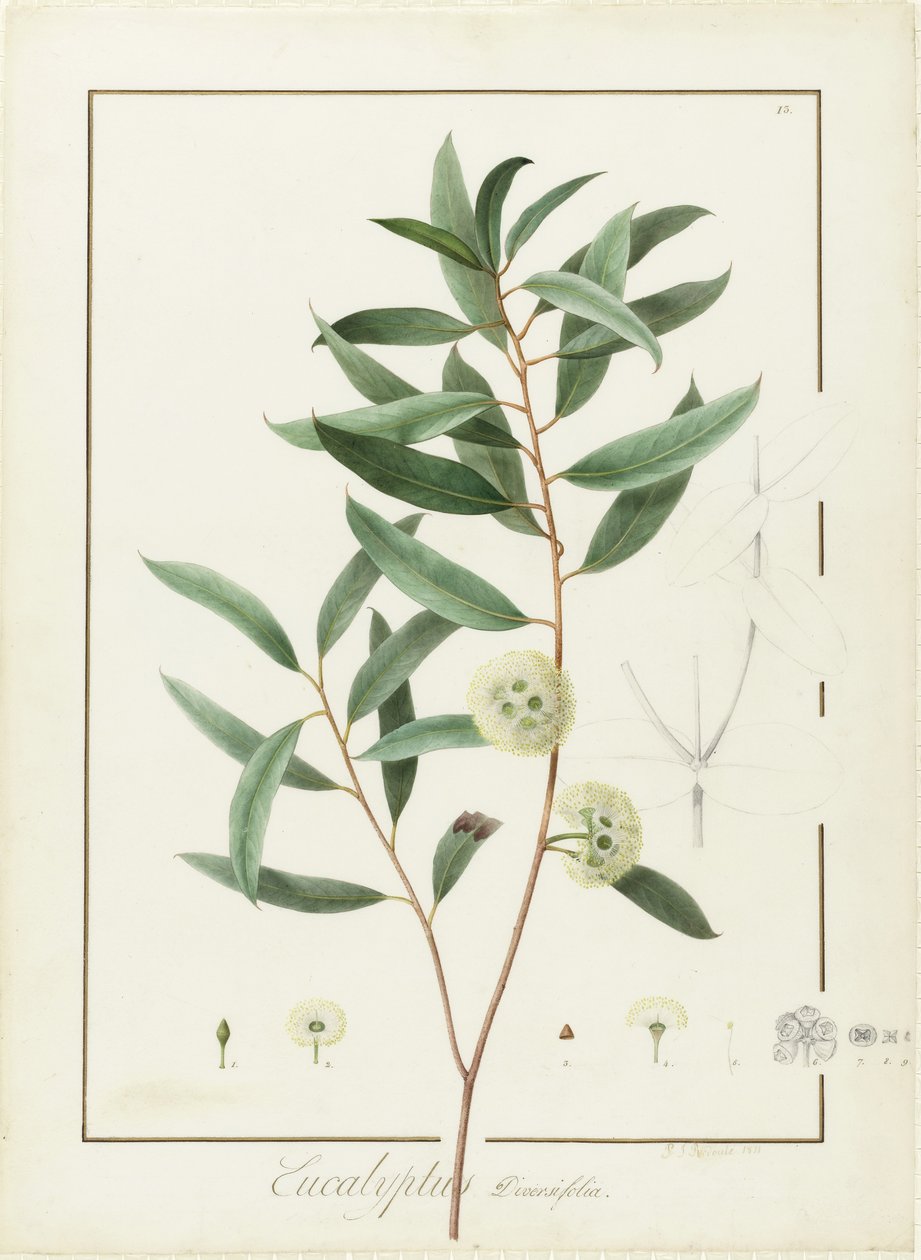 Eucalyptus Diversifolia, 1811 (wc e bodycolour sobre traços de grafite aveludado) de Pierre Joseph Redouté