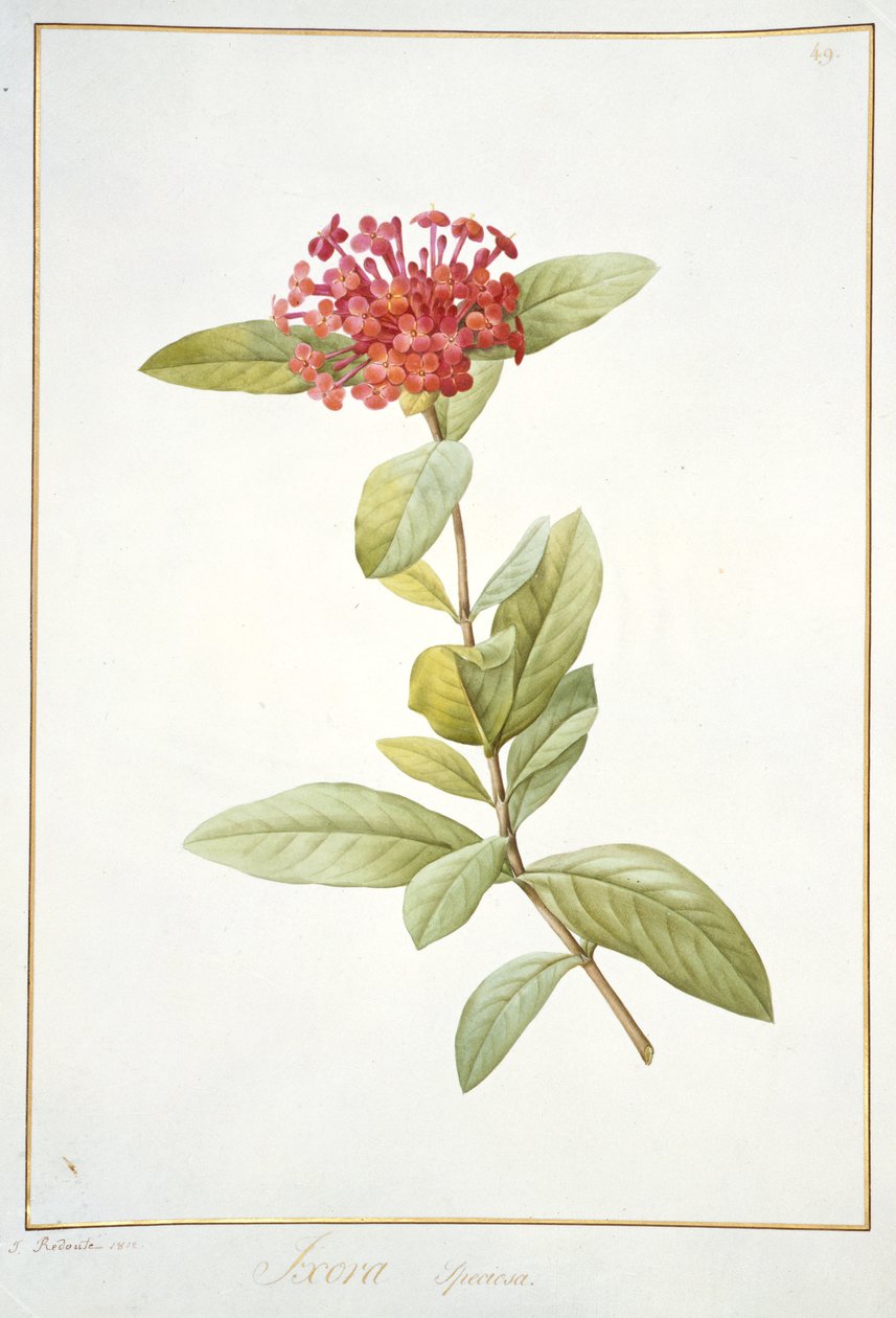 Ixora speciosa, 1812 (wc e bodycolour sobre grafite aveludado) de Pierre Joseph Redouté