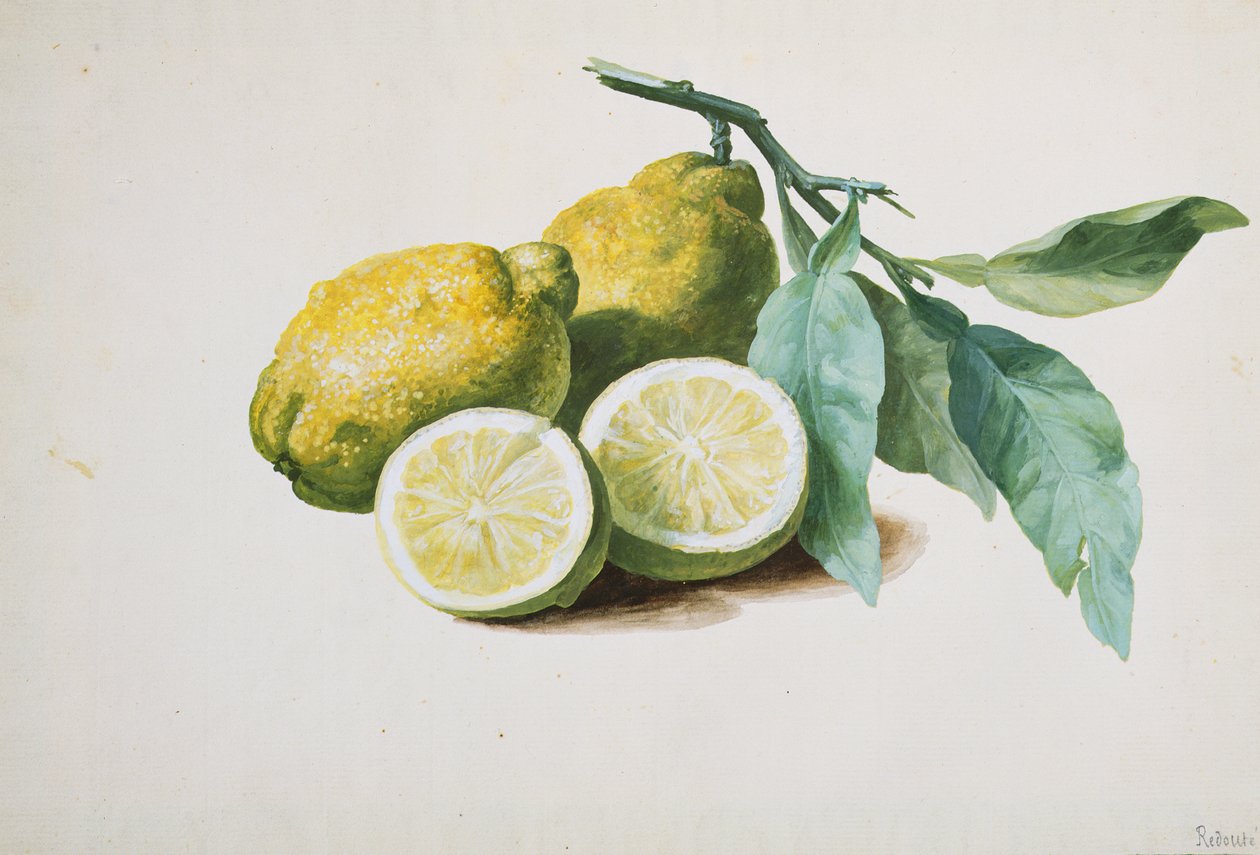 Limões, 1840 de Pierre Joseph Redouté